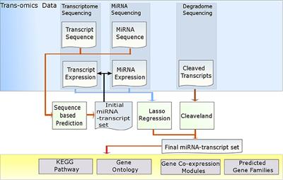 Identification of MicroRNA Targets of <mark class="highlighted">Capsicum spp.</mark> Using MiRTrans—a Trans-Omics Approach